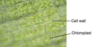 <p>Elodea leaf. 40x. Cell wall &amp; chloroplast.</p>