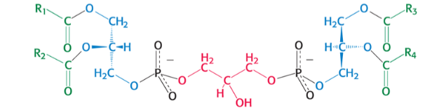 <p>which phospholipid is pictured ? </p>