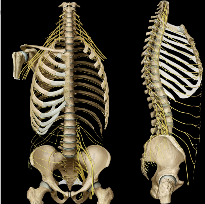 <p>11 intercostal nerves</p><ul><li><p>ventral rami of the thoracic nerves</p></li></ul><p>12th nerves = subcostal nerve (beneath rib)</p><p></p>