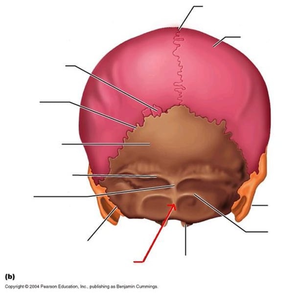 <p>bump on back of head</p>