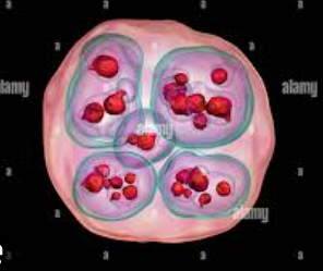 <p><strong><em><em></em></strong></em>refers to a type of asexual reproduction where a new organism grows from an outgrowth (bud) on a parent, seen in yeast and hydra, or to plant propagation (grafting a single bud onto another plant)</p>