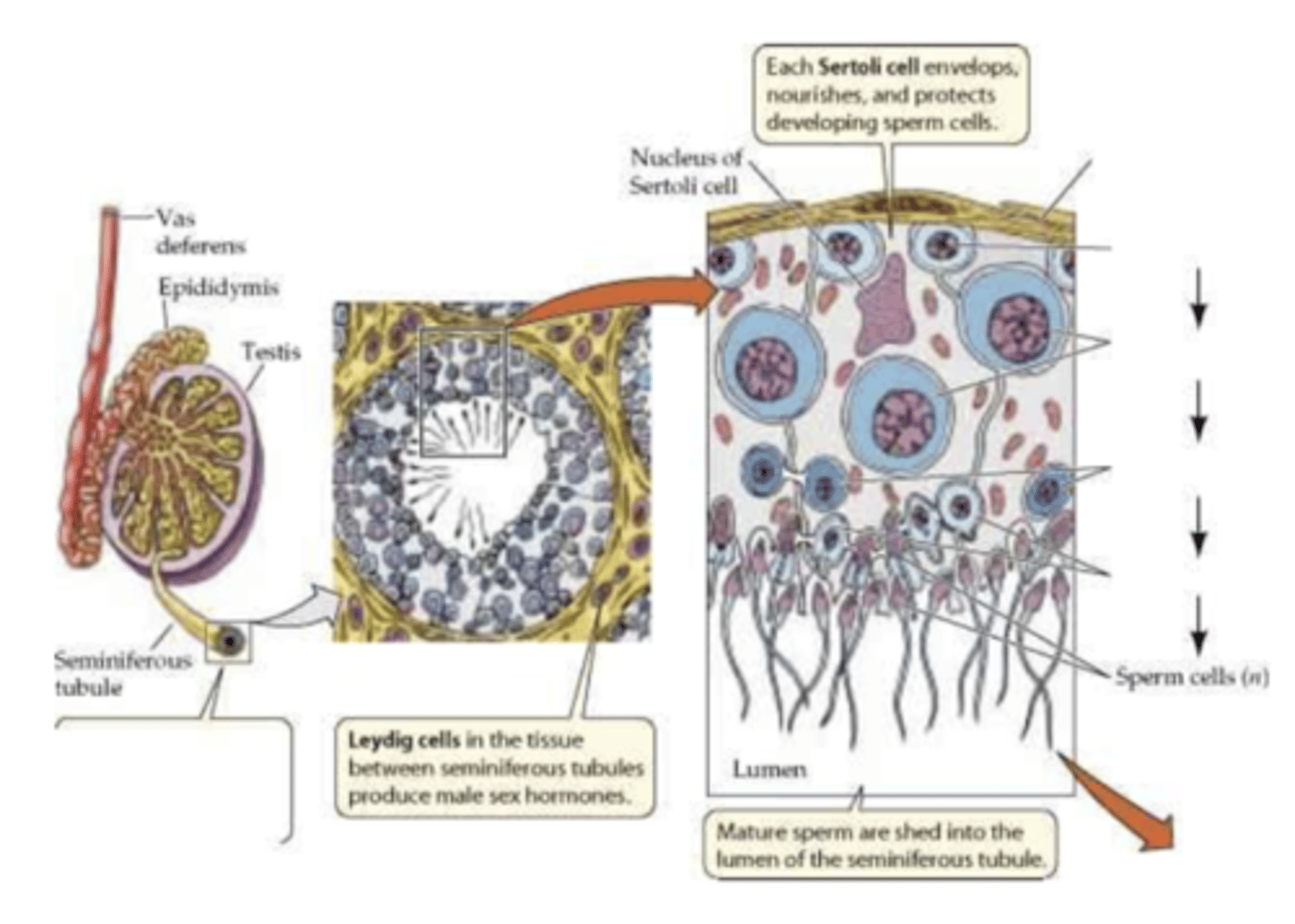 <p>spermatozoa near the tubule lumen</p>