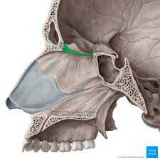 <p>bones make up roof of nose</p>