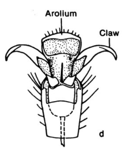 <p>Arolium</p>