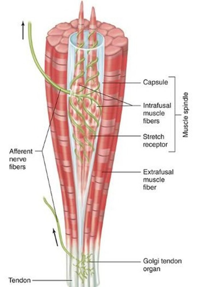 <p>Stretch receptor within skeletal muscle.</p>