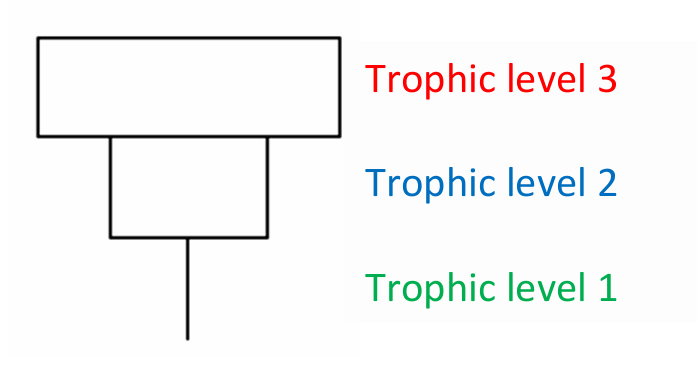 <p>A large organism can sustain many smaller organisms</p>
<p>A low biomass of organisms can sustain a larger biomass at the next trophic level because the organisms reproduce rapidly and thus supply continuous nourishment</p>