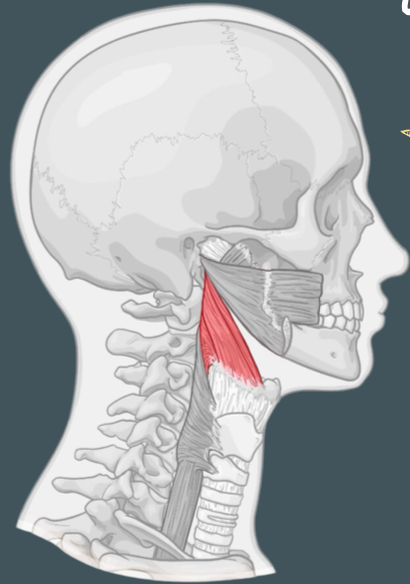<p>Origin of middle pharyngeal constrictor</p>
