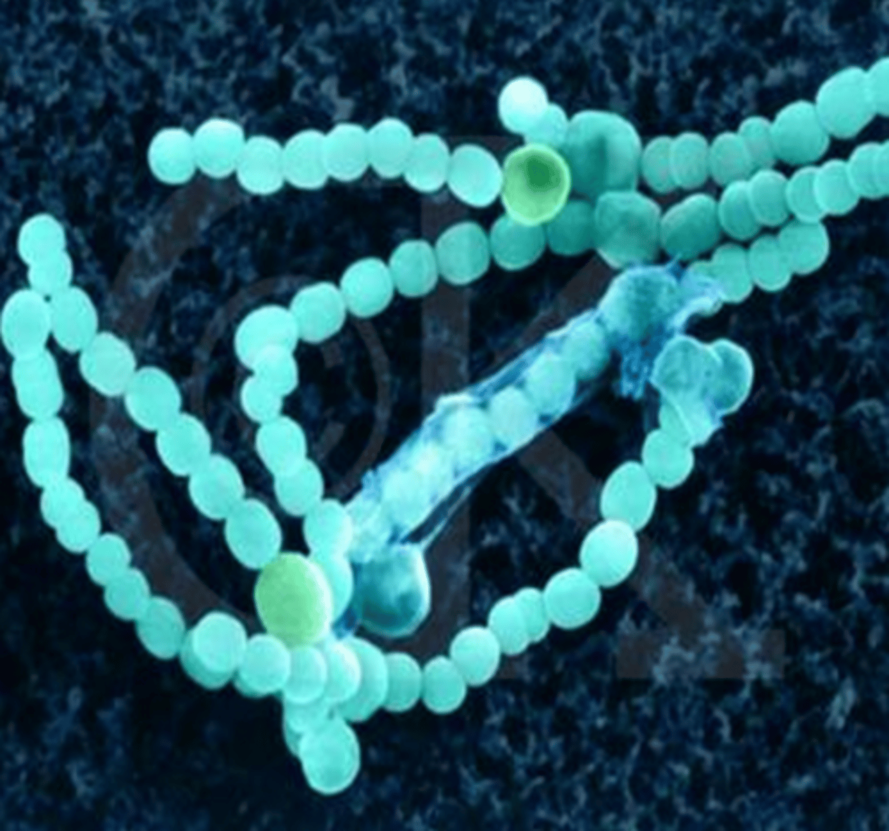 <p>I am unicellular. I can be commonly found in extreme environments and am very sensitive to oxygen.</p><p>I produce methane gas.</p><p>I am heterotrophic but some of my kind are autotrophic.</p>