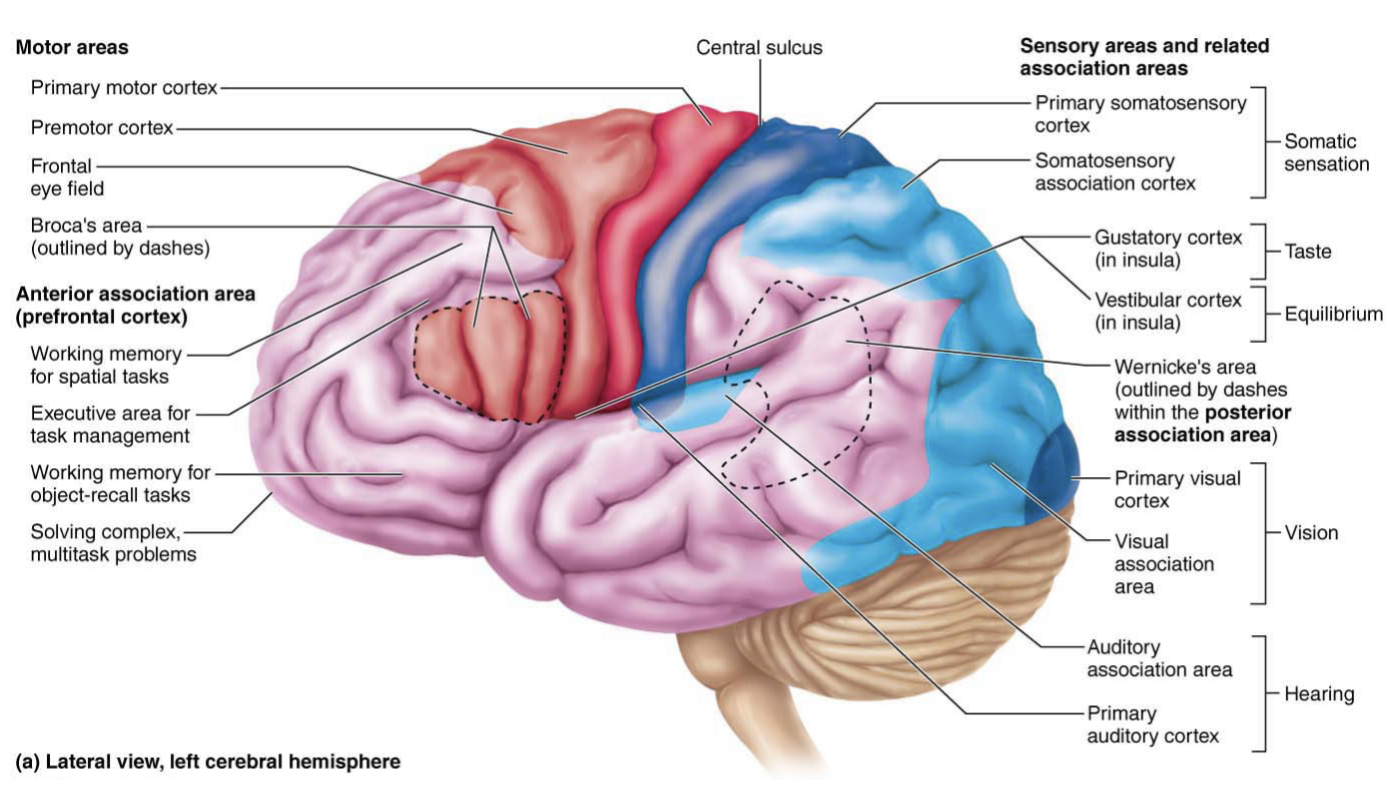 <p>Communicates with the Primary visual cortex to Interpret visual stimuli </p><p><span>Looking at words and being able to understand their meaning</span></p>