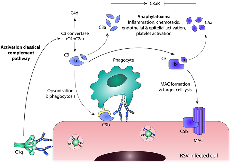 <p>Viruses are obligate intracellular parasites that has high diversity due to high mutation rate</p><p>They are host specific - infection depends on <strong>specific host cell receptor</strong></p><p>Innate immune response (early response)</p><ul><li><p>IFN stimulates inhibition of viral replication<strong> (IFNa and IFNb from infected cells signal to non-infected cell to regulate certain translation - TAP, MHC I, LMP - resistance to viral replication PKR, ribonuclease) </strong></p></li></ul><p>→ ribonuclease cleaves RNA, PKR upregulate eIF2</p><ul><li><p>NK cells patrol and kill virally infected cells with low MHC I - ADCC</p></li><li><p>Complement can damag viral envelope</p></li></ul><p></p><p>Adaptive immune response: </p><ul><li><p>antibodies limit viral spread and reinfection; Ab mediated complement activation </p></li><li><p>CD8  T cells destroy virally infected cells → release IFN-y</p></li></ul><p></p>