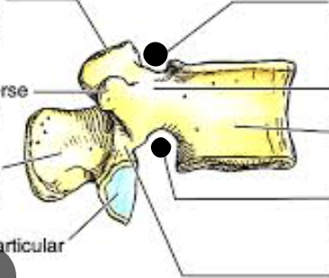 <p>what is dot on top called</p>