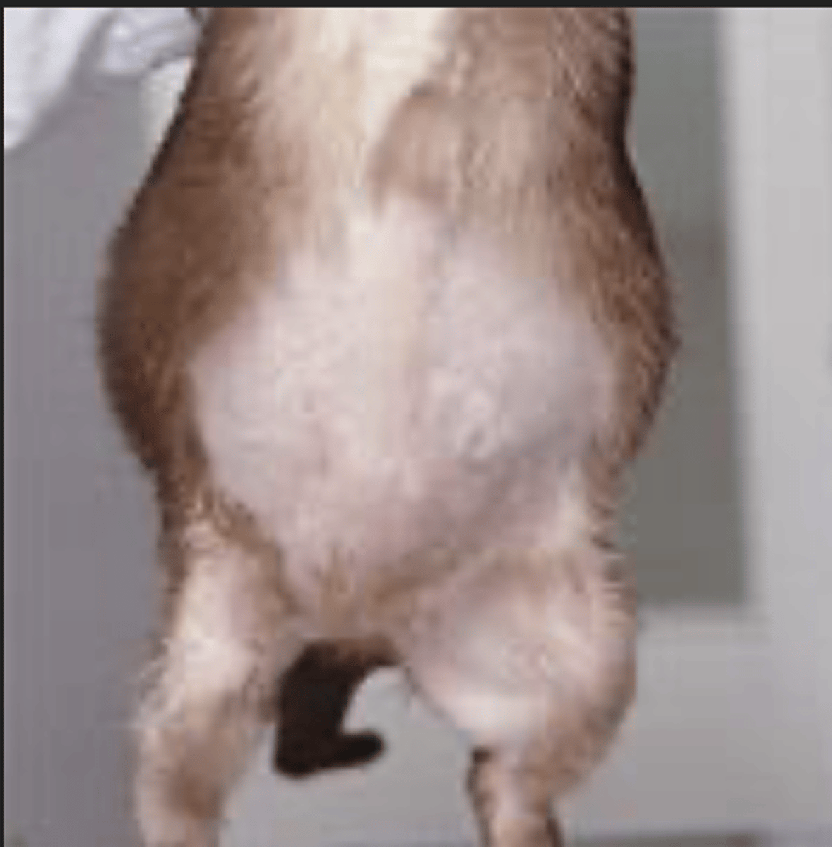 <p>what can you suppose an animal with ascites has wrong?</p>