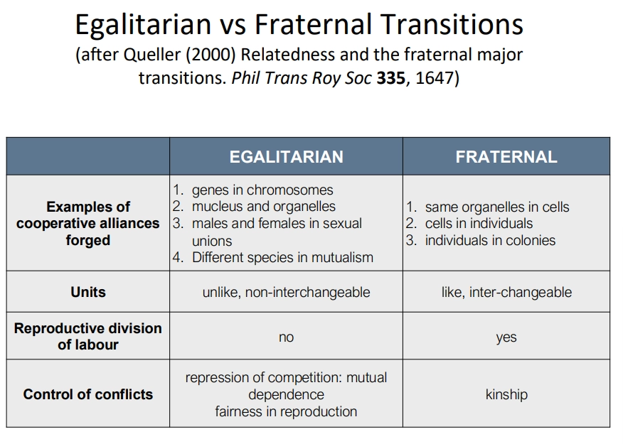 <ul><li><p>the continuum view of evolution isn’t always helpful- changing social behaviours often involves large revolutions</p></li><li><p>a major evolutionary transition involves a change in the way information is transmitted</p></li><li><p>this is commonly to do with transitions in individuality, where independent entities fuse into one large individual</p></li></ul><p></p><p>non-inviduality:</p><ul><li><p>RNA → DNA</p></li><li><p>asexual → sexual (E)</p></li><li><p>language and writing</p></li></ul><p></p><p>individuality:</p><ul><li><p>DNA → chromosomes (E)</p></li><li><p>endosymbiosis events eg. mutualism with bacteria/archaea → chloroplasts + mitochondria in eukaryotes (E)</p></li><li><p>unicellularity → obligate multicellularity eg. solitary algae to volvox with specialised cells for different purposes (F)</p></li><li><p>eusociality/colonies eg. solitary to social termite colonies where some individuals are sterile (F)</p></li></ul><p></p>