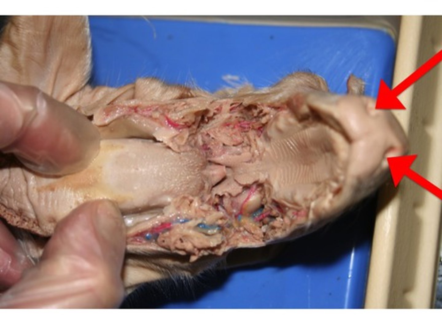 <p>Openings through the nose carrying air into the nasal cavities</p>