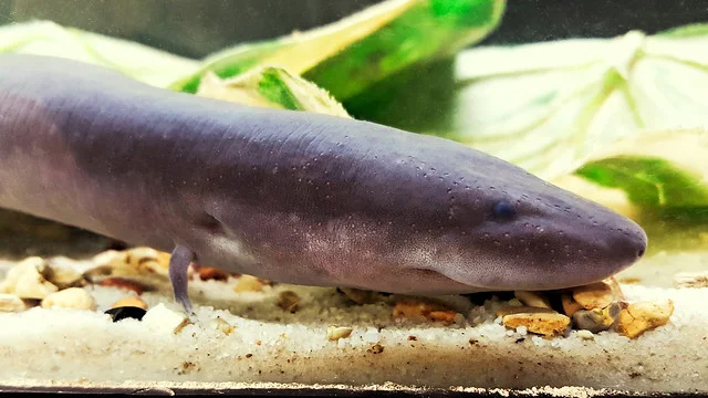 <p class="Paragraph WhiteSpaceCollapse SCXP33916008 BCX0" style="text-align: left"><span>Three-toed amphiuma​</span></p>