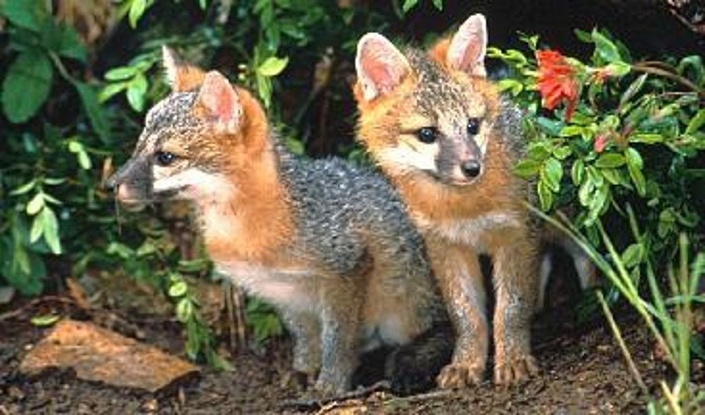 <p>an organism that consumes both plants and animals</p>