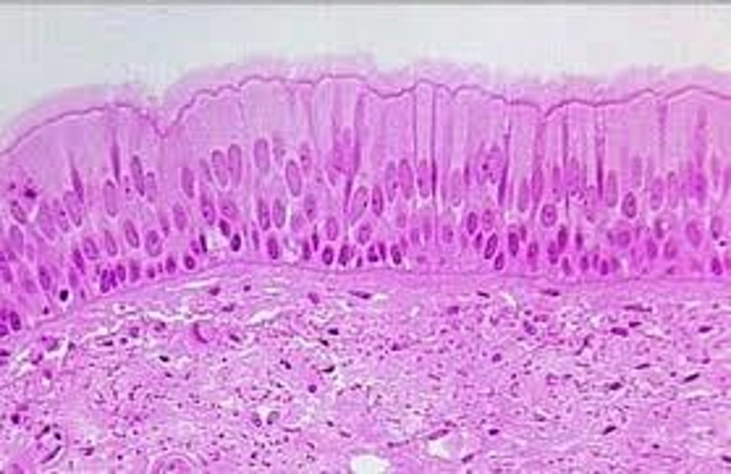 <p>Single layer, but some cells are shorter than others</p><p>Often looks like a double layer of cells</p><p>Sometimes ciliated, such as in the respiratory tract</p>
