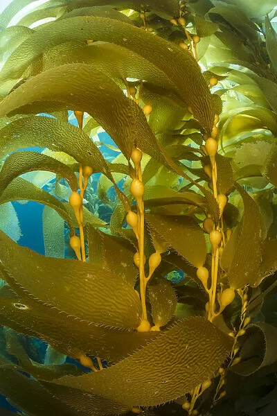 <p>Giant kelp</p>