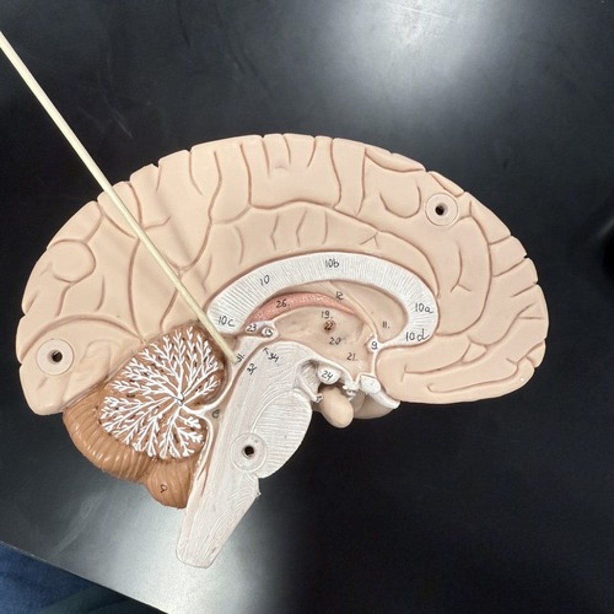 <p>What is this structure?</p>