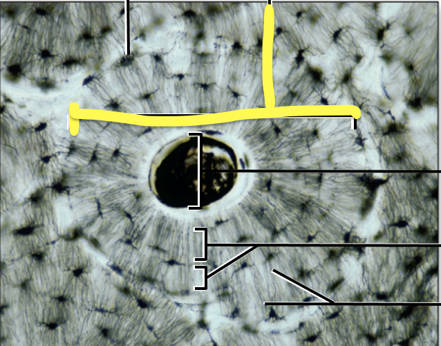 <p>What is the yellow line pointing to?</p>