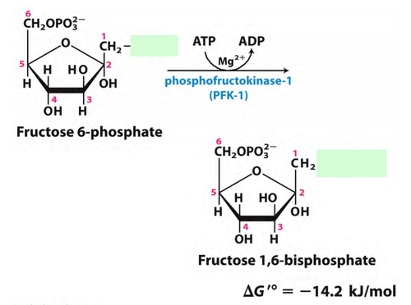 <p>Phosphofructokinase: it phosphorylates F6P</p>