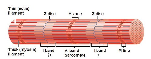 light region at end with z disc in the middle contains only thin filaments