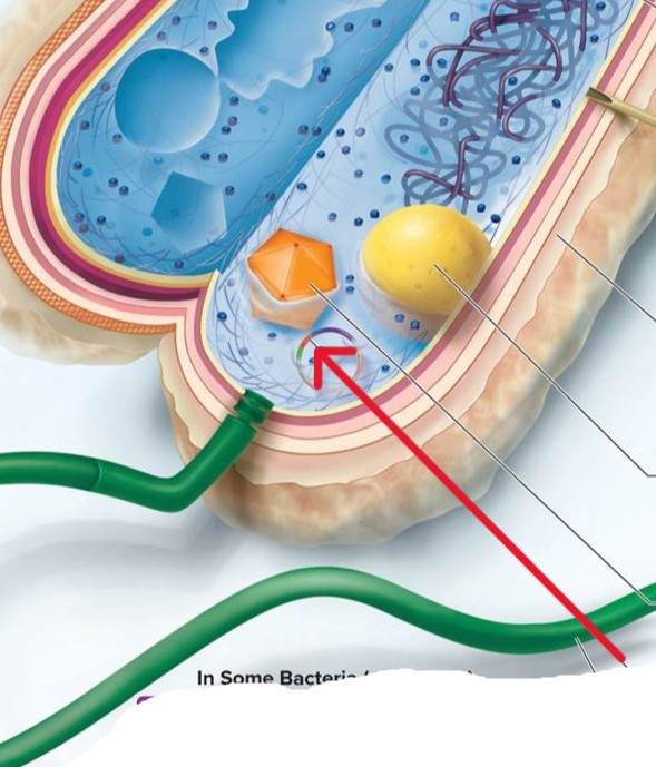 <p>Which structure of a Bacterial:</p><ul><li><p>Double-standard DNA circle containing extra genes</p></li></ul><p></p>