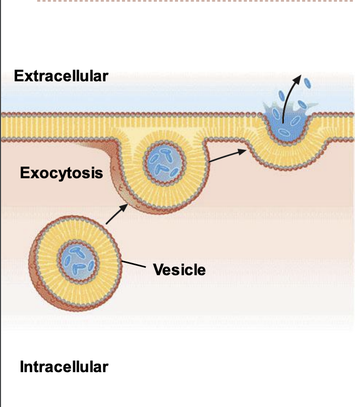 <p>cells move materials from within the cell into the extracellular fluid. Exocytosis occurs when a vesicle fuses with the plasma membrane, allowing its contents to be released outside the cell.</p>