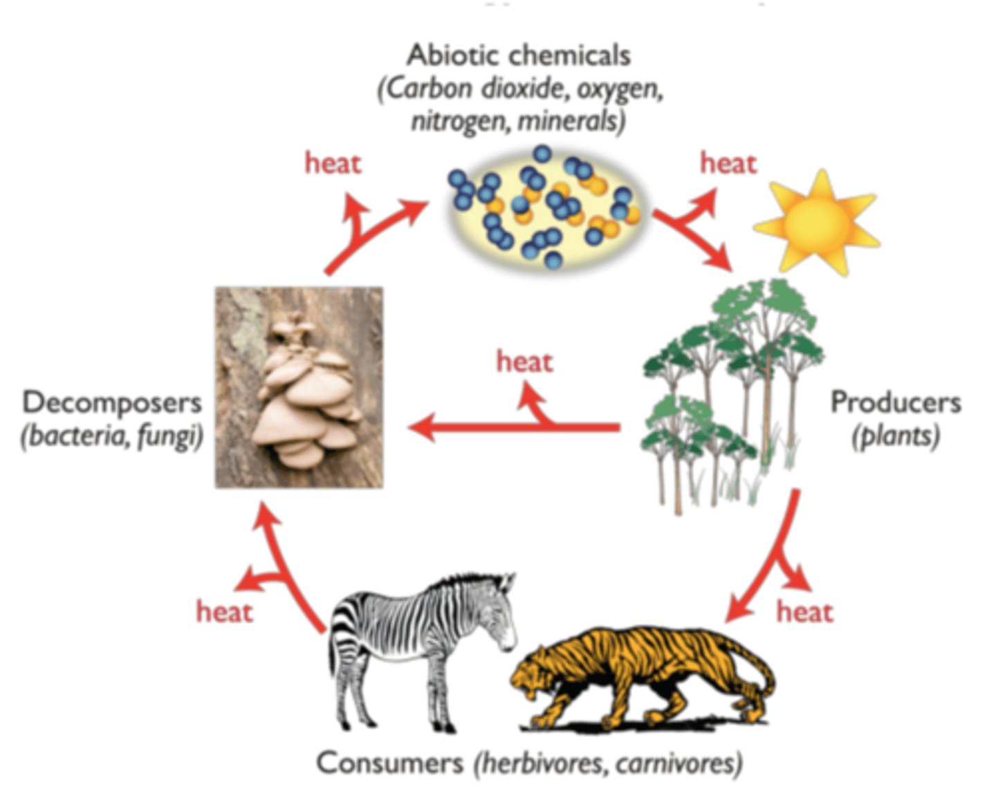 <p>Flows through an ecosystem in a one-way stream, from primary producers to various consumers.</p>