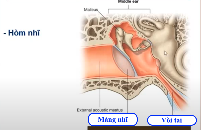 <ol><li><p>Hòm nhĩ thuộc phần nào của tai ? </p></li><li><p>Hòm nhĩ chứa những chi tiết gì ? </p></li></ol><p></p>
