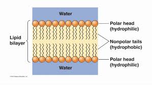 <p>which group of a phospholipid is hydrophobic </p>