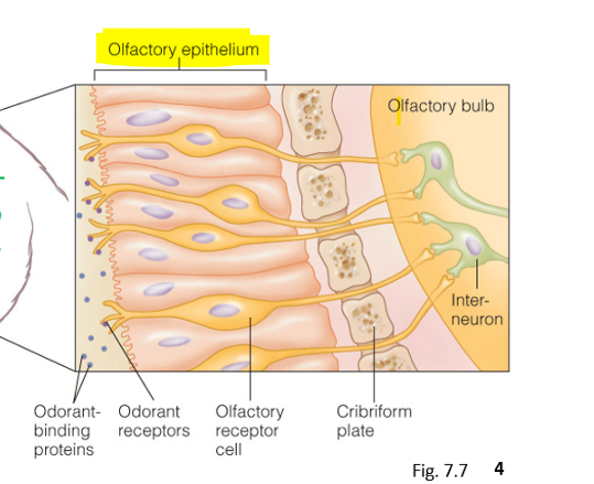 <p>odorants enter the nasal cavity and adhere to mucosa in the olfactory epithelium </p>
