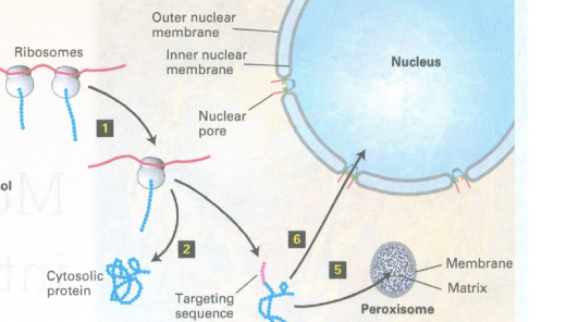 <p>cytosolic (stays in cytoplasm, or is hydrophylic at least, I think)</p>