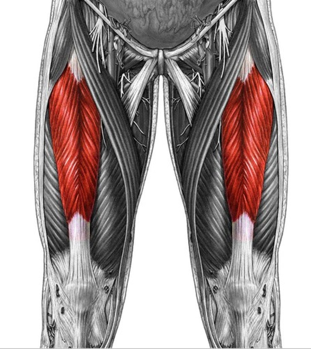 <p>Origin: Anterior inferior iliac spine &amp; ilium</p><p>Insertion Point: Quadriceps tendons to the base of patella (knee cap) &amp; onto the tibial tuberosity via the patellar ligament</p>