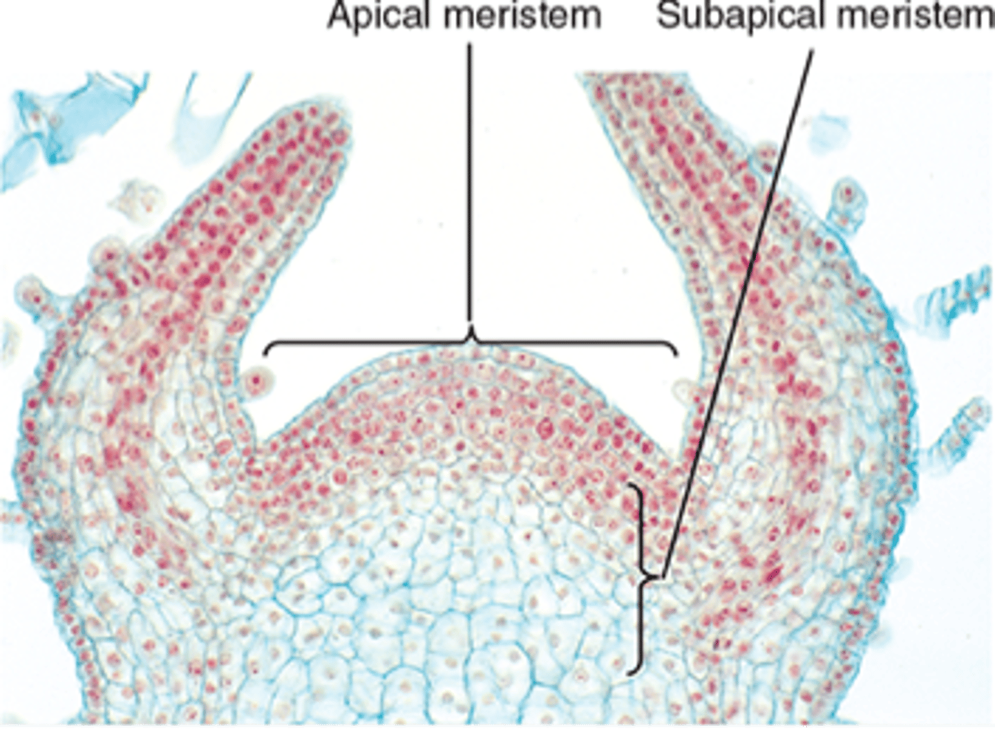 <p>Region that produces new cells a few micrometers behind an active shoot or apical meristem.</p>