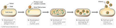 <p>attachment, entry, uncoating, synthesis, assembly, release</p>