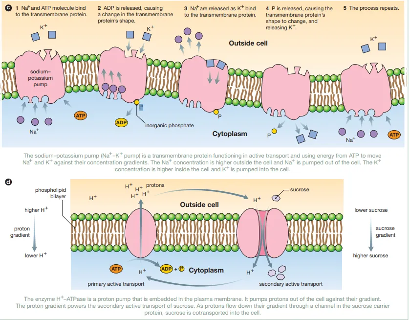 <p>Label this diagram</p>