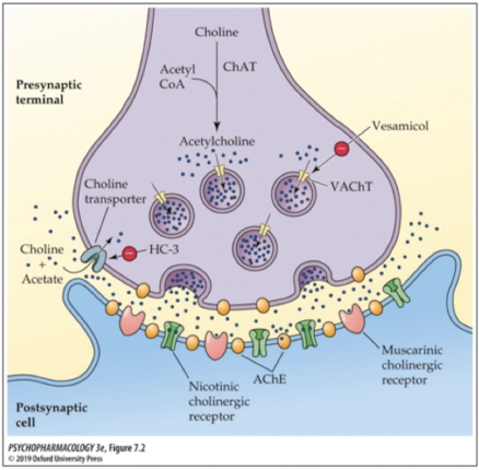 <p>released via exocytosis when terminal is stimulated; neurons release a predetermined amount of NT</p>