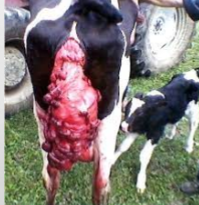 <p>What prolapse is this?</p>