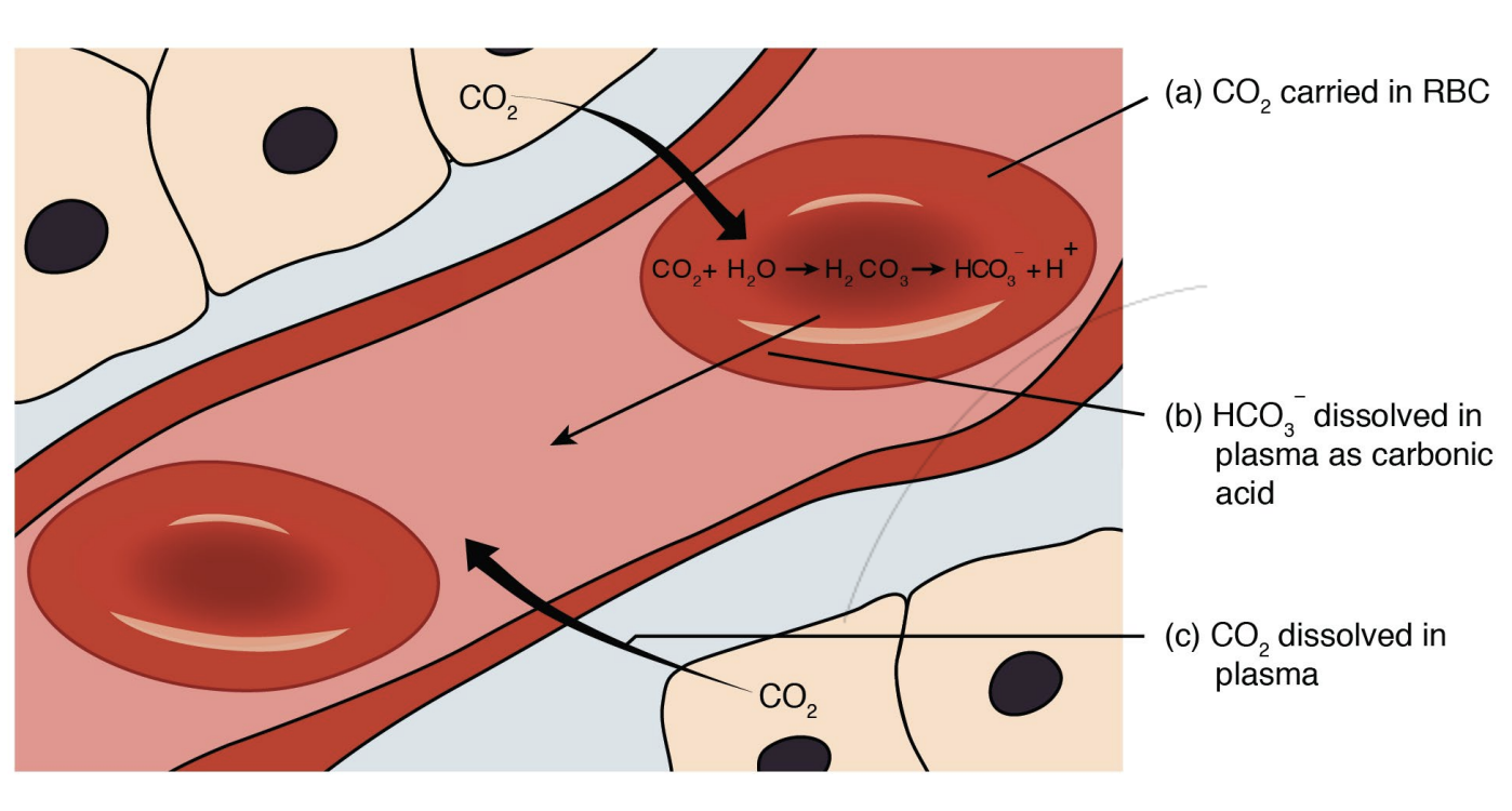 <ol><li><p>Bound to Hb (~20%)</p></li><li><p>In the form of bicarbonate ions (~70%)</p></li><li><p>Dissolved in plasma (~10%) as CO<sub>2</sub> is more soluble than O<sub>2</sub></p></li></ol><p></p>