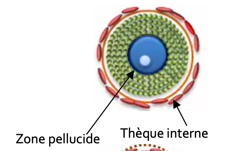 <p>La zone pellucide est une structure composée de <mark data-color="red">4 glycoprotéines</mark> →(Protéine dont la structure comporte un ou plusieurs enchaînements glucidiques)</p><p>Les composés glycoprotéiques sont synthétisés par l’ovocyte.</p>
