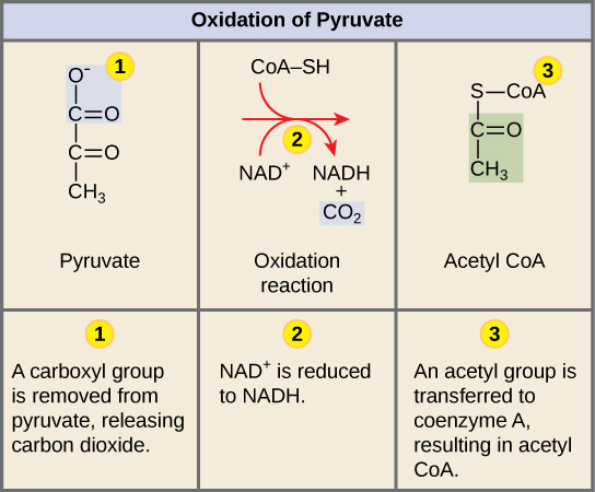 <p>• In eukaryotic cells, if oxygen is present, the 2 pyruvates enter mitochondria where each is converted to Acetyl CoA before entering the CAC: </p><ul><li><p>1 CO2 is released (per pyruvate) </p></li><li><p>It is oxidized, transferring e- to NADH </p></li><li><p>coenzyme A is attached</p></li></ul><p>Inputs: 2 pyruvate, 2 NAD+ 2 coenzyme A </p><p>Outputs: 2 CO2 , 2 NADH, 2 acetyl CoA</p>