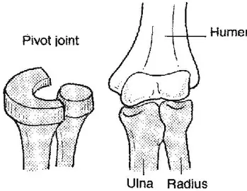 <p>Allows rotation on a longitudional axis</p><p>e.g neck, radius-ulna</p>