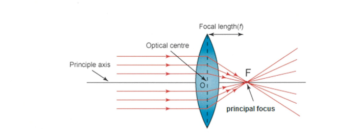 <p>Types of lenses <strong>: Converging, Diverging(convex)</strong></p><p></p><ul><li><p>Principal focus - the point at which parallel rays converge after passing through a <strong>converging lens</strong> </p></li><li><p>Focal length - the distance between the centre of the lens and the principal focus</p></li></ul><p></p>