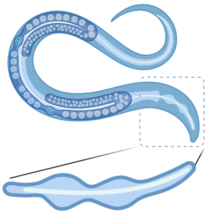 sensory neuron ADF