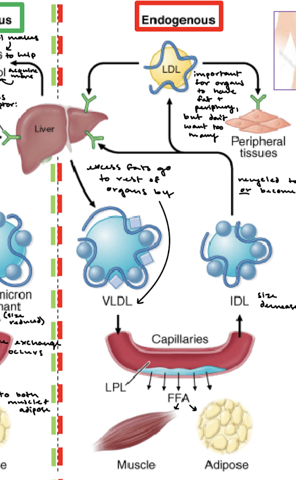 <p>IDL (size decreased) is what results after VLDL transports excess fats throughout the body. IDL is recycled to the liver (binds LDLR) OR becomes LDL.</p>