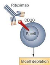 <p>anti CD20 mab</p><p>(CD-20 B cell antigen) • Flags the B cells for destruction by body’s own immune system </p>