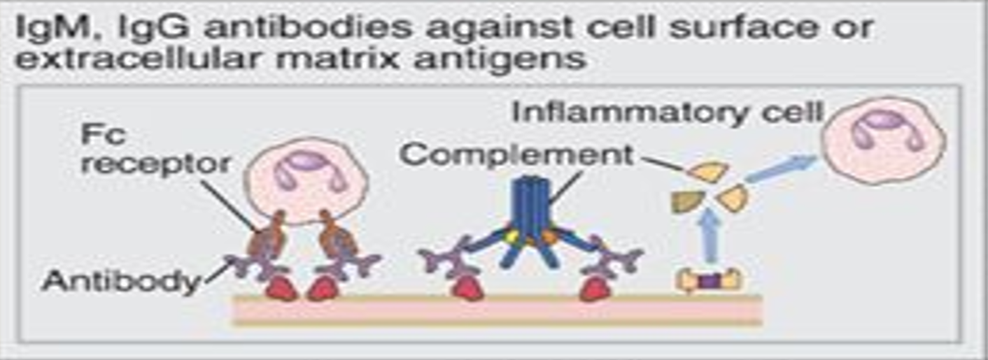 <ul><li><p>complement and Fc receptor mediated recruitment and activation of leukocytes (neutrophils and macrophages)</p></li><li><p>opsonisation and phagocytosis of cells</p></li><li><p>abnormalities in cellular function (eg hormone receptor signalling)</p></li></ul><p></p>