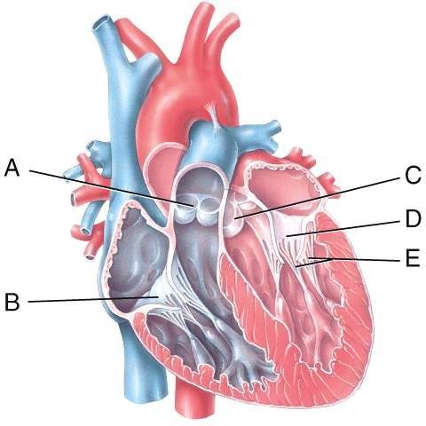 <p>In the diagram, which labeled structure prevents blood flow from the right ventricle back into the right atrium?</p><p>a) A</p><p>b) B</p><p>c) C</p><p>d) D</p><p>e) E</p>