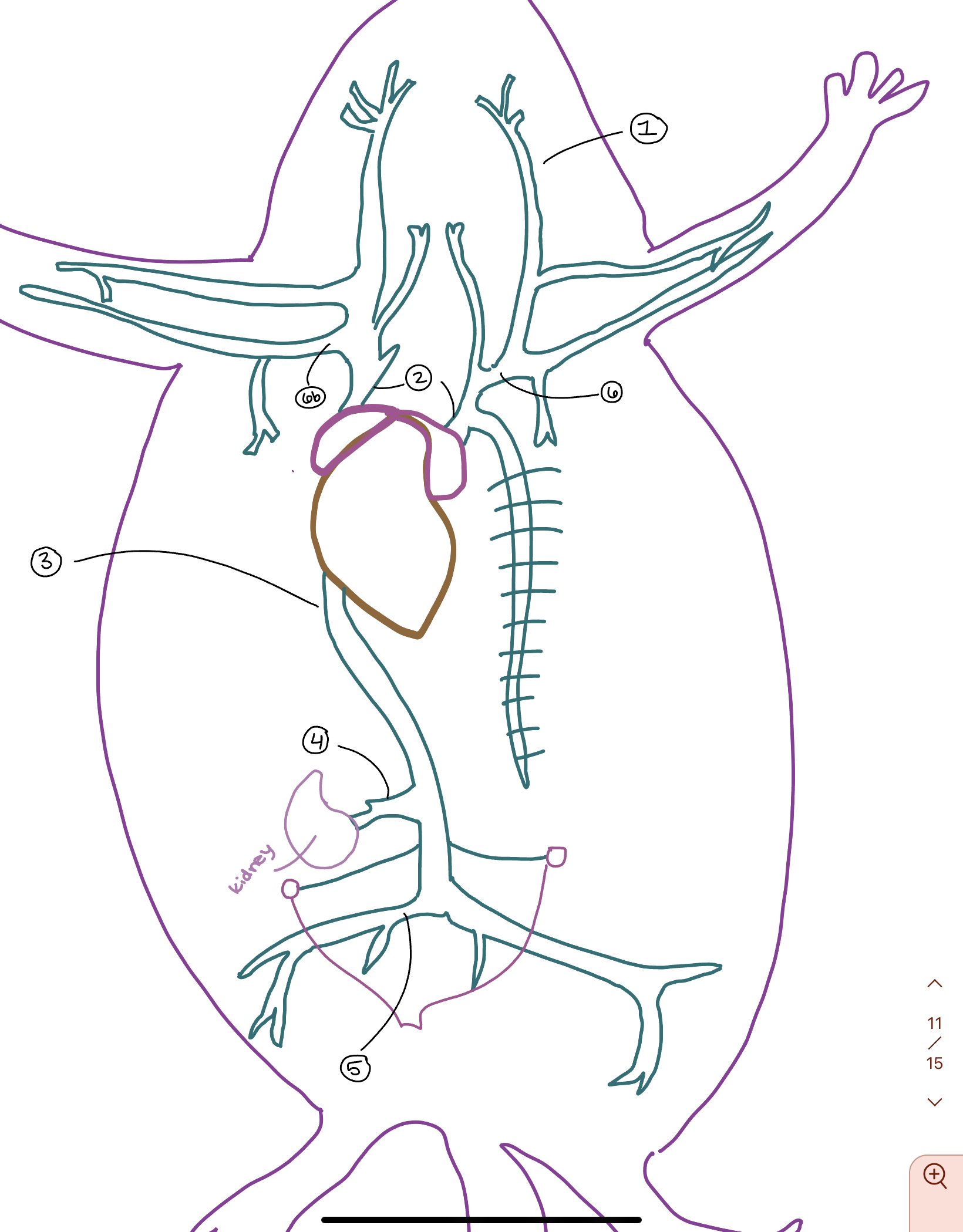 What feature of the rat cardiovascular system is #4?